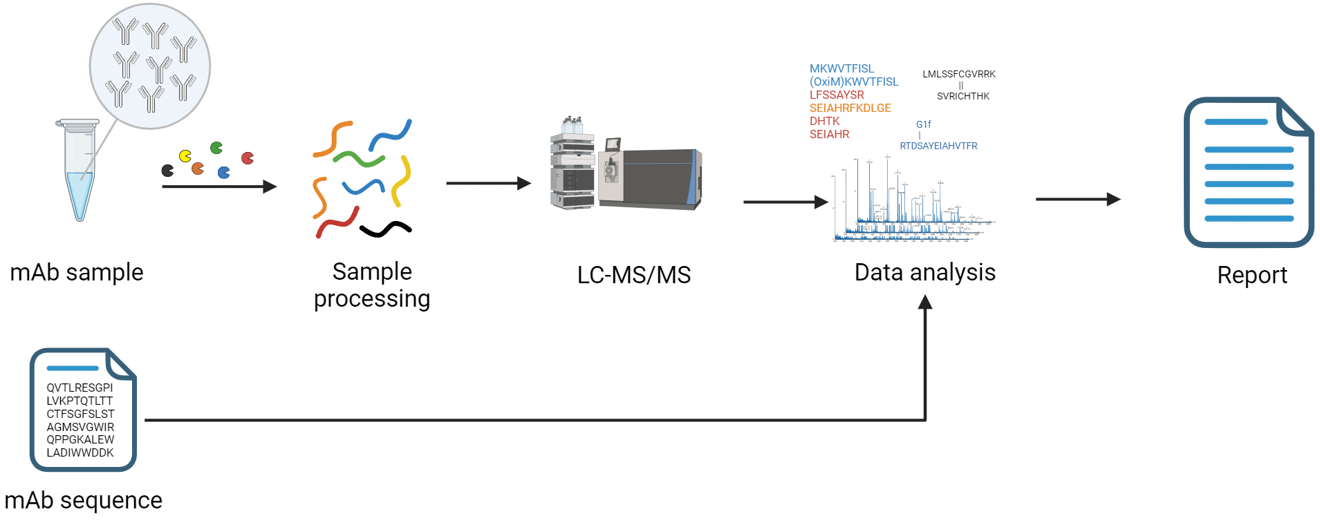 Antibody Protein Characterization Services with Mass Spectrometry