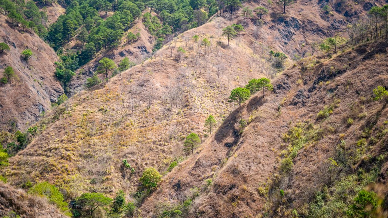 7 million hectares of Philippine land are forested and that’s bad news