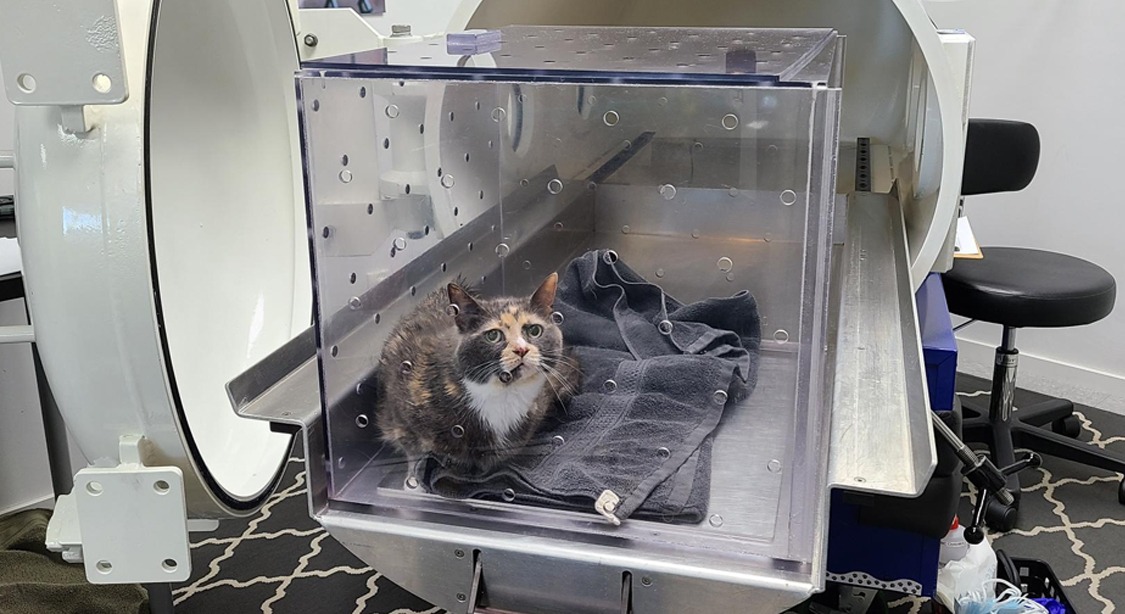 Regional Animal Protection Society » Oxygen therapy speeds healing