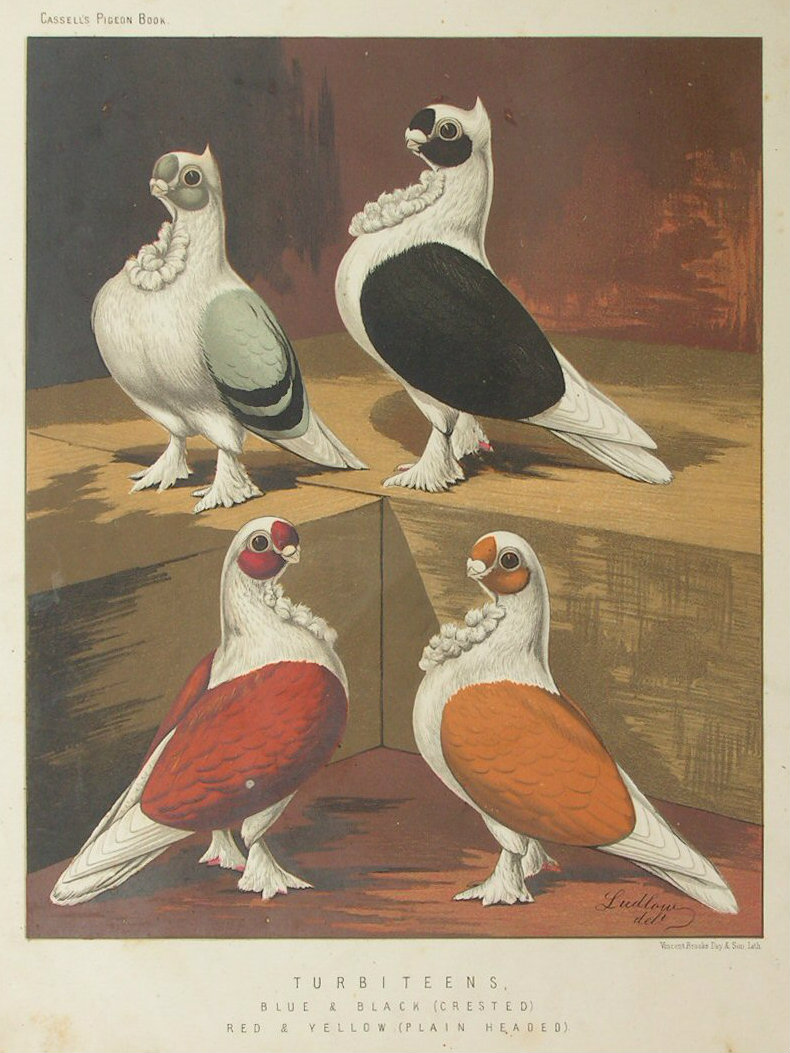 The Illustrated Book of Pigeons
