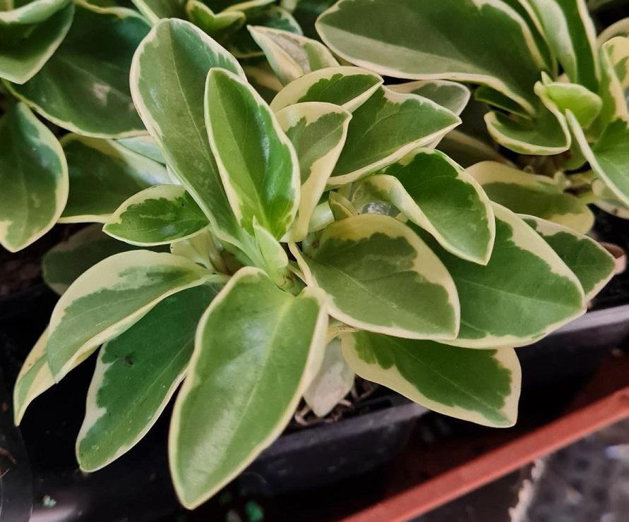 Peperomia obtusifolia Albomarginata Rare Plants Plants Online