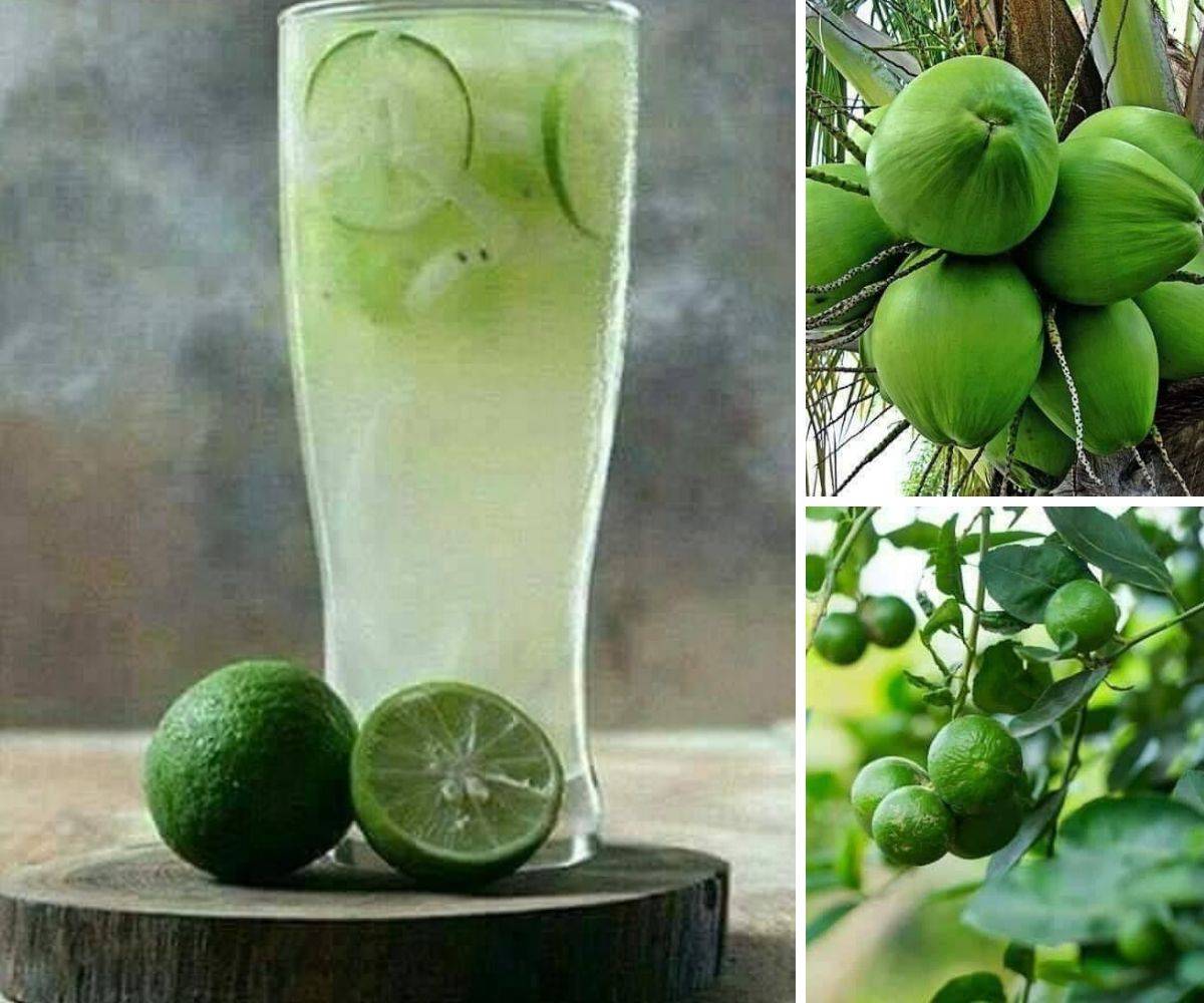 Khasiat Limau Kasturi Untuk Kencing Manis / Khasiat Mandian Kasturi