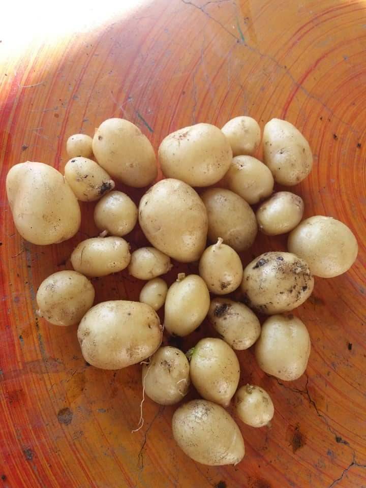 Cara Tanam Ubi Kentang Bagaimana Untuk Menanam Kentang Dalam Beg Cara