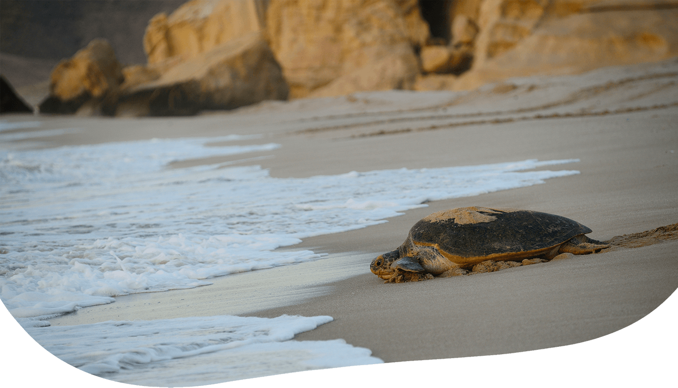 Ras aljinz Turtle reserve Hotel Services