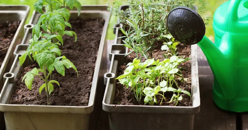 Tips to Grow Radishes in Pots or Containers Indoors (From Seeds)