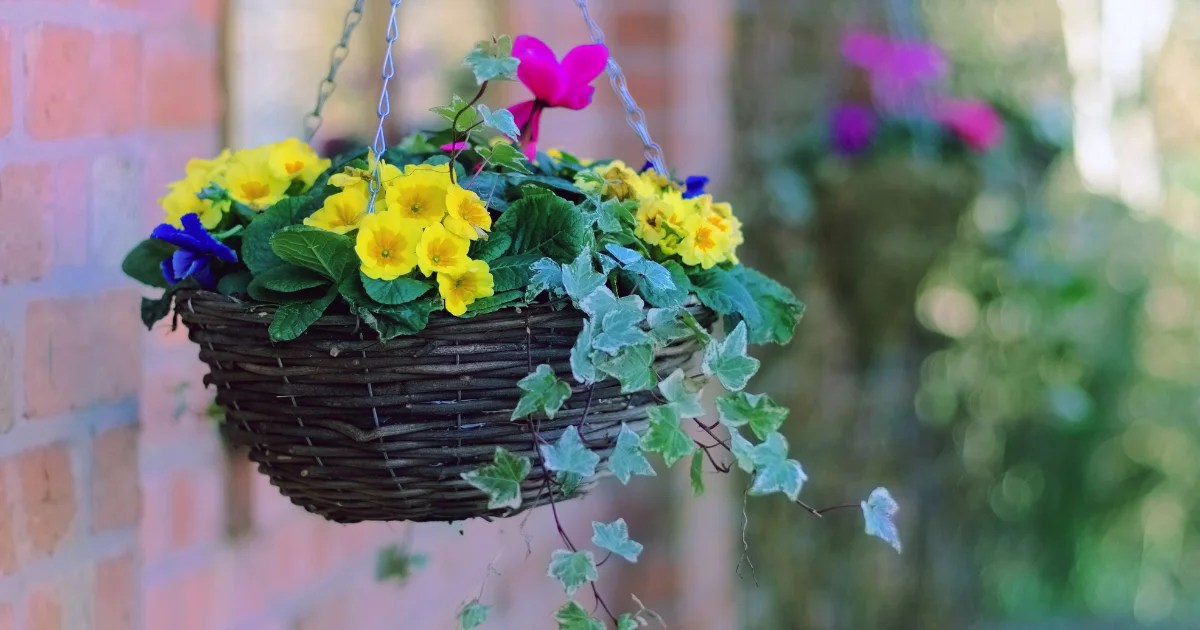 10 Best Trailing Plants for Hanging Baskets Gardening