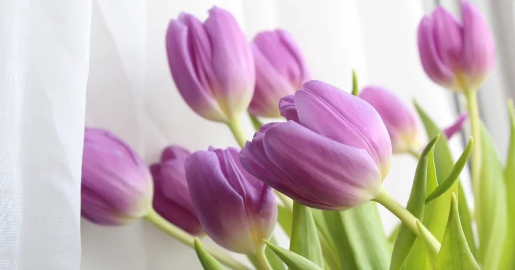 What to Do With Tulips After They Bloom? Gardening
