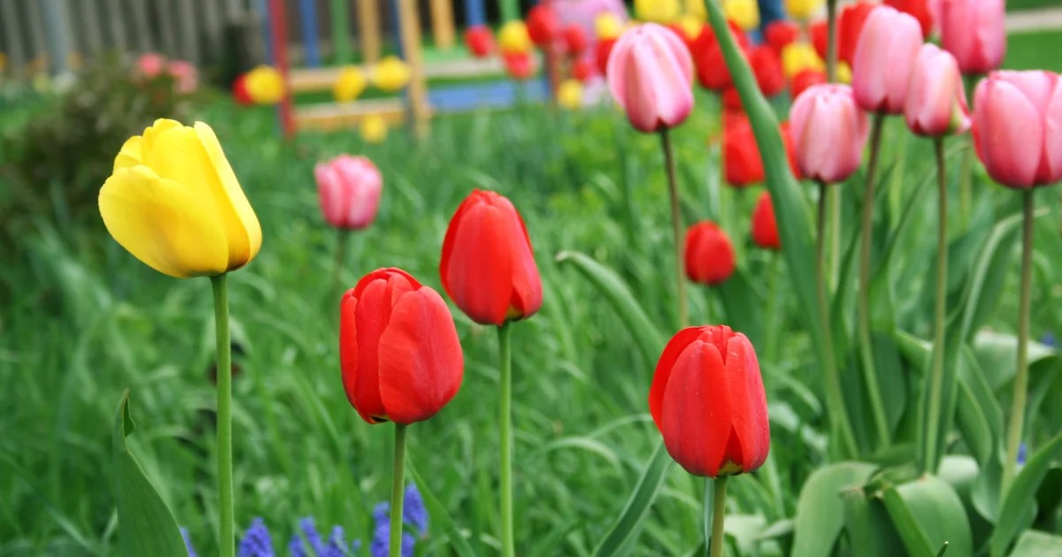 What to Do With Tulips After They Bloom? Gardening