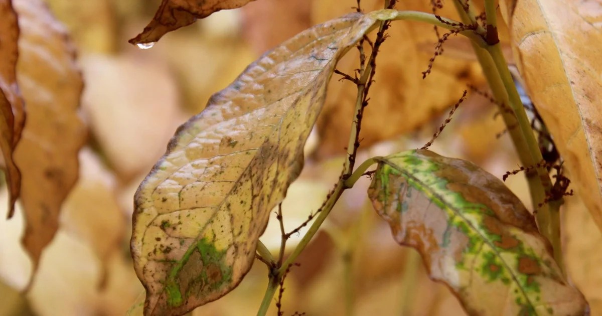 How Does Salinity Affect Plant Growth? Causes and Proven Solutions