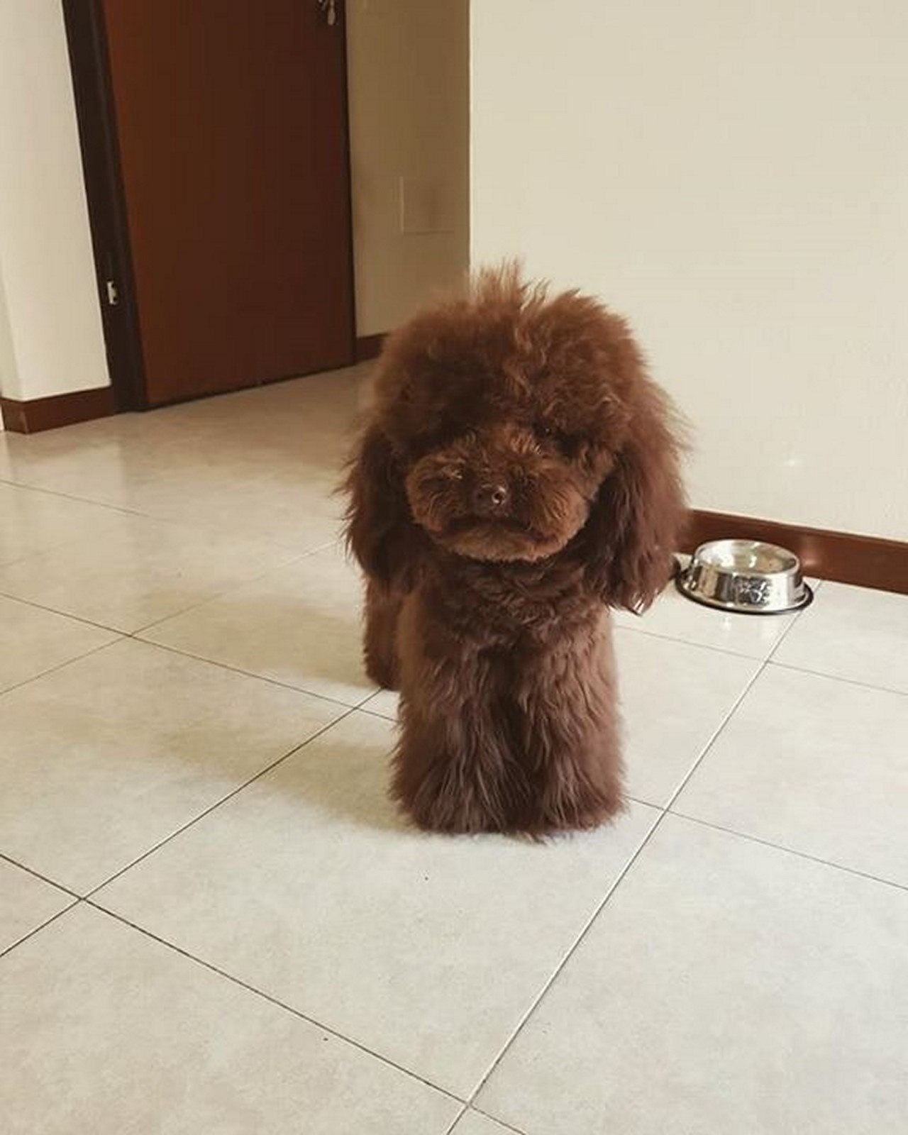 Pudel Toy Happy Puppies Hodowla psów Sfora Pudli i