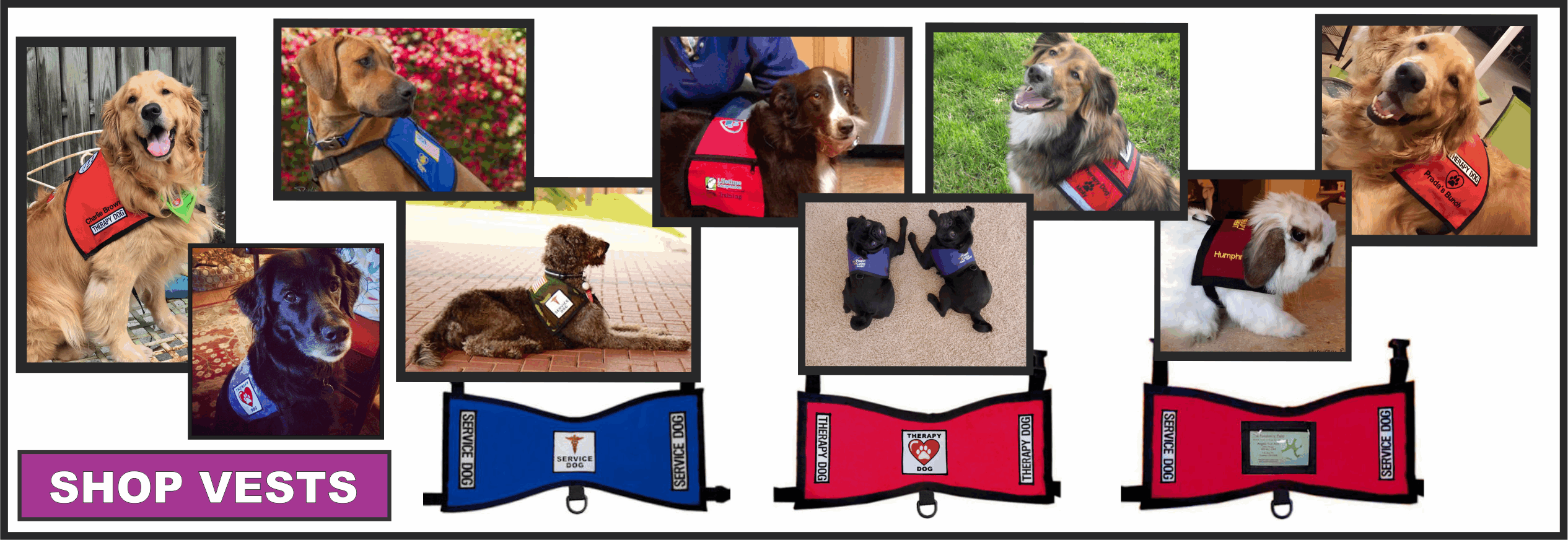 Therapy Dog In Training Vest PetsWall