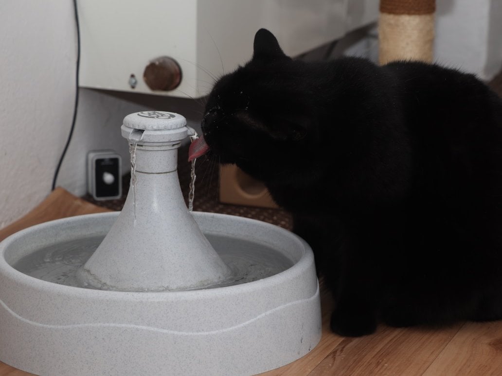 Motioncontrolled water fountain...for cats! Raspberry Pi