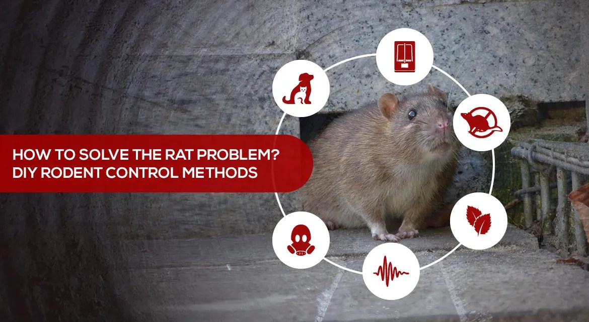 How to solve the rat problem? DIY Rodent Control Methods