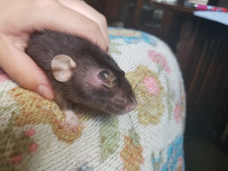 Eye Infection. Warning Graphic The Rat Shack Pet Rat Forum
