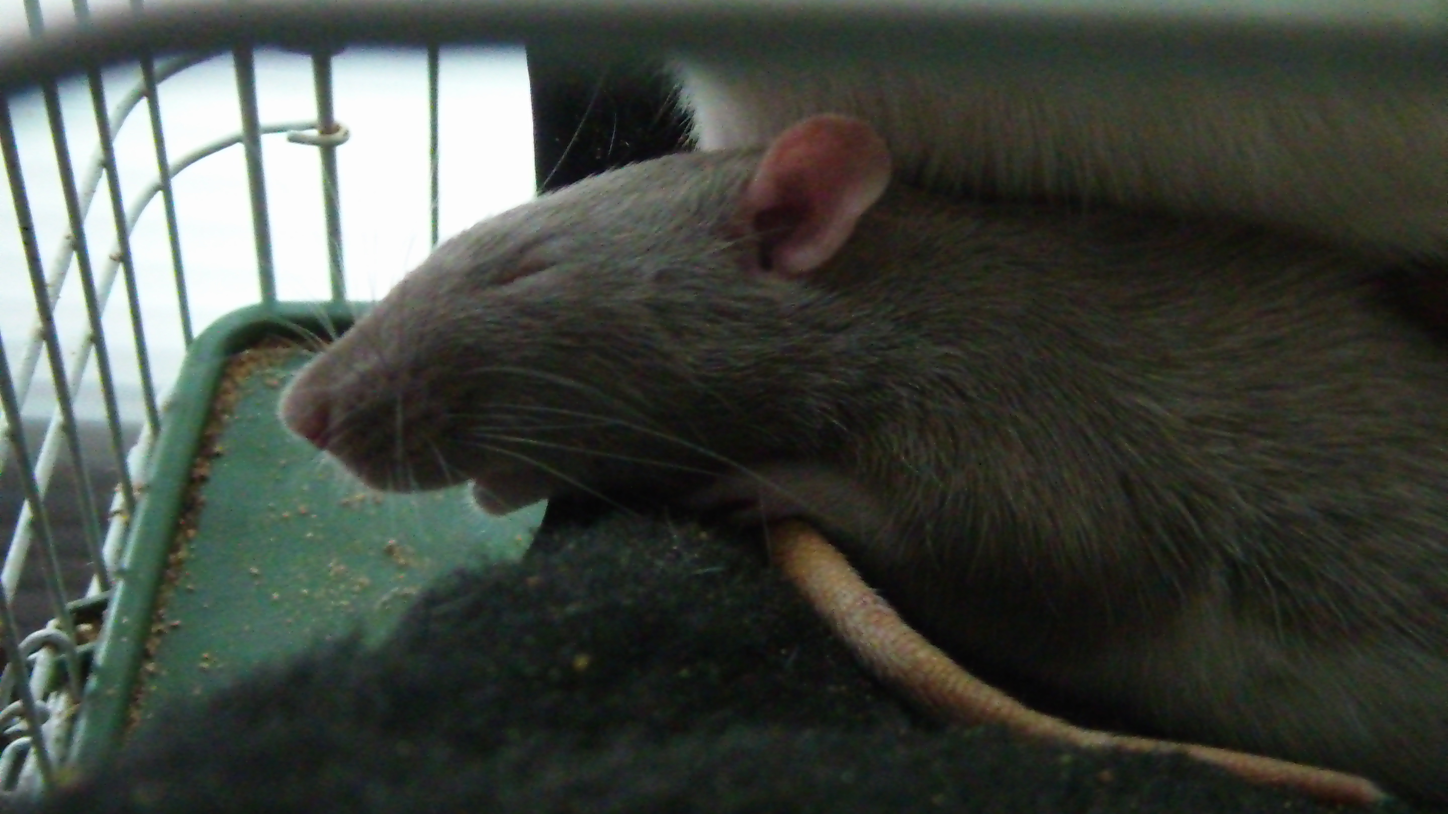 Mixing Amoxicillin The Rat Shack