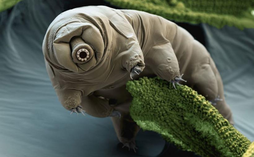 Meet The Only Animal That Can Survive In Space Ravishly