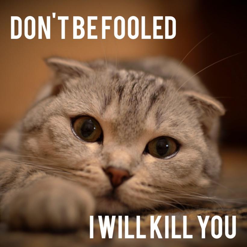 Cats The Perfect Killing Machines Ravishly
