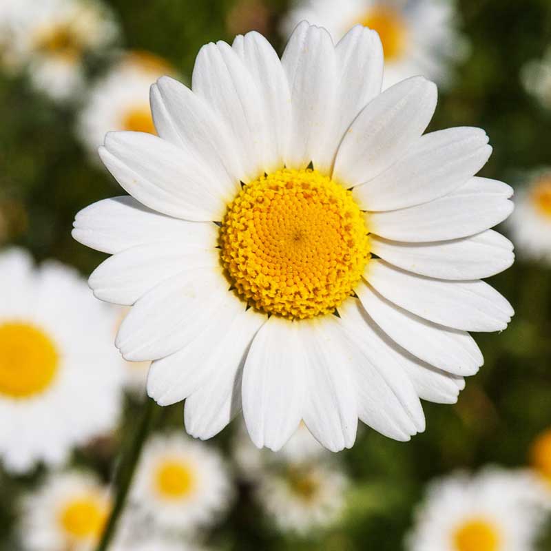 Daisy Fragrance Oil Raw Essentials