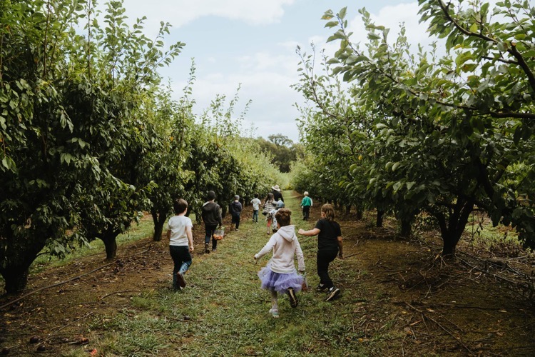 Rayners Orchard U Pick Fruit Orchard Tours Fruit Picking