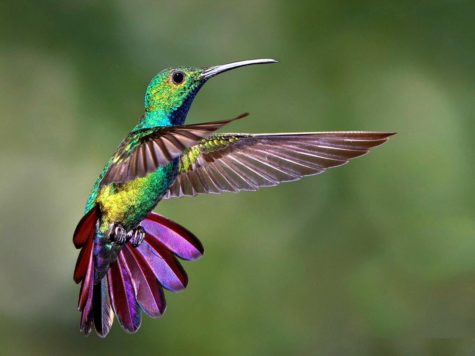 Hummingbird