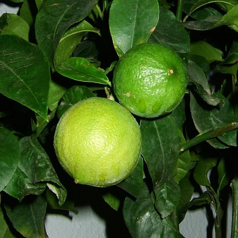 Bergamot orange tree Citrus bergamia