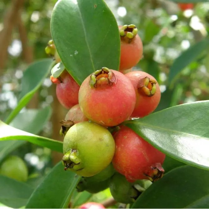 Psidium cattleianum Strawberry guava or Cattley Guava