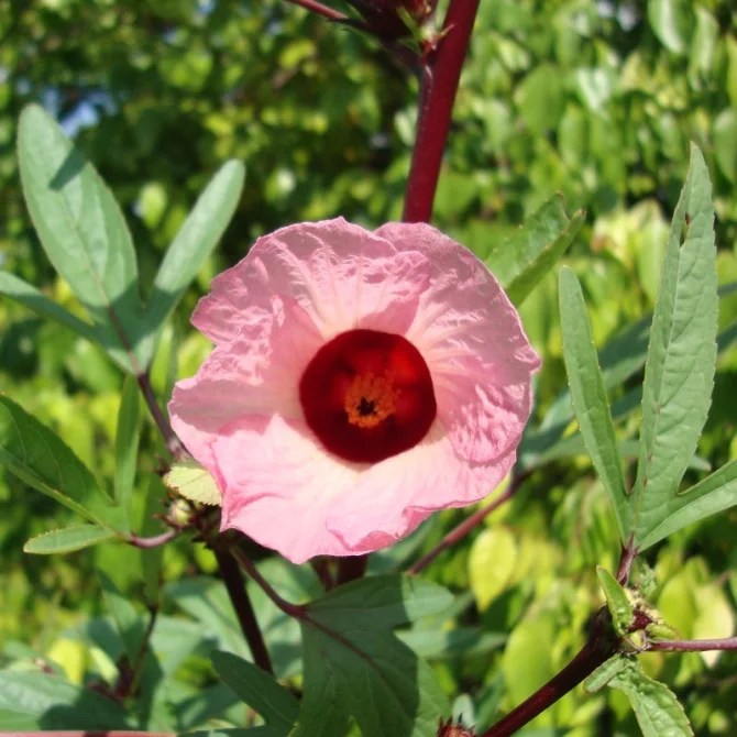 Roselle Hibiscus sabdariffa