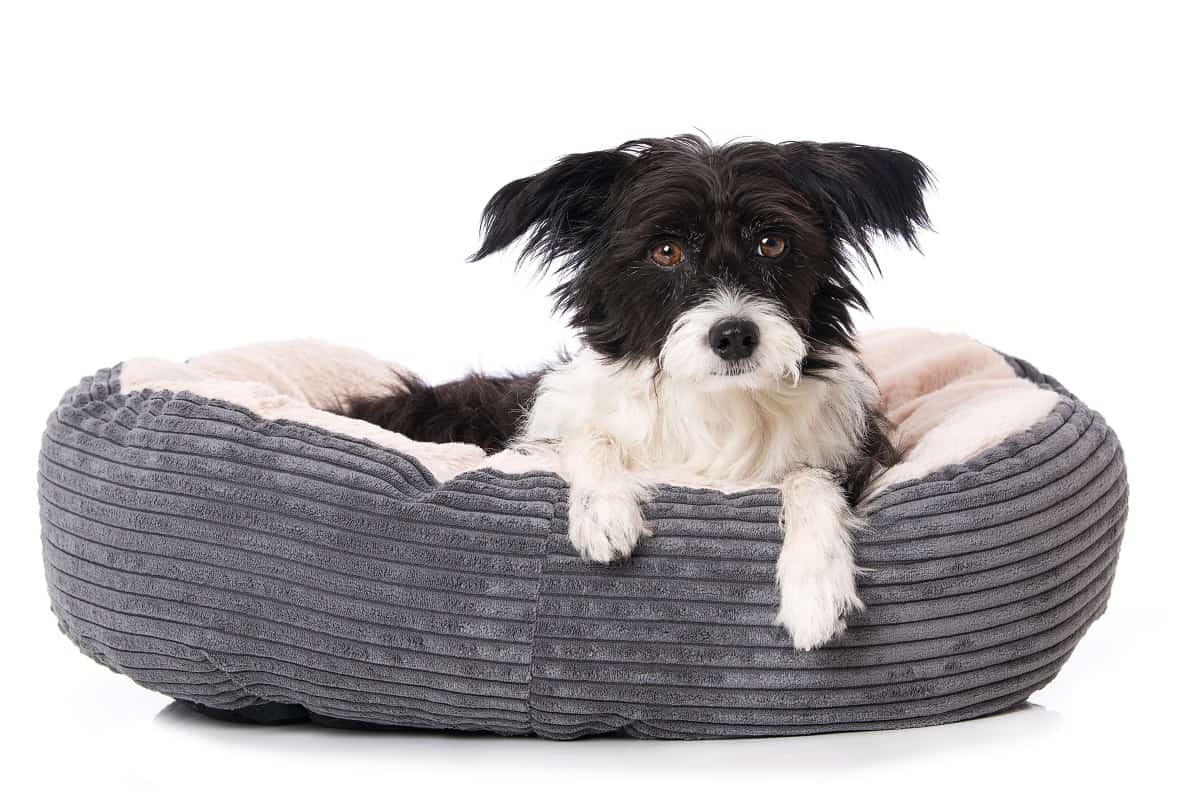 Las Mejores Camas Relajantes Para Perros De 2021 Las Mejores Elecciones