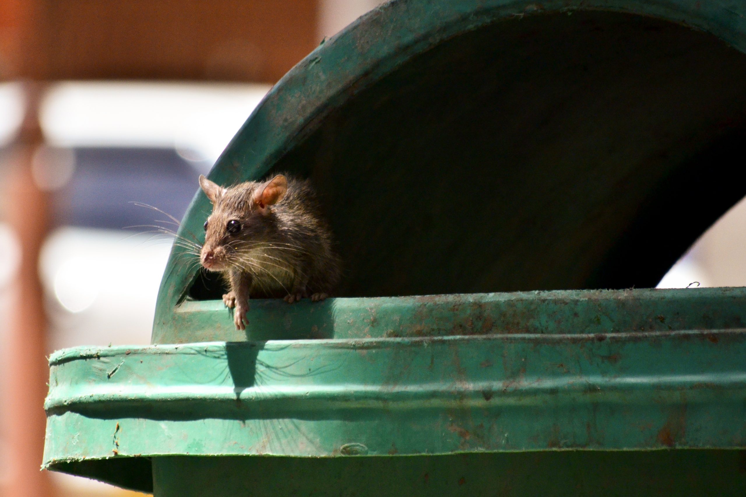 Feeding wildlife in North Riverside now could bring fine - Riverside ...