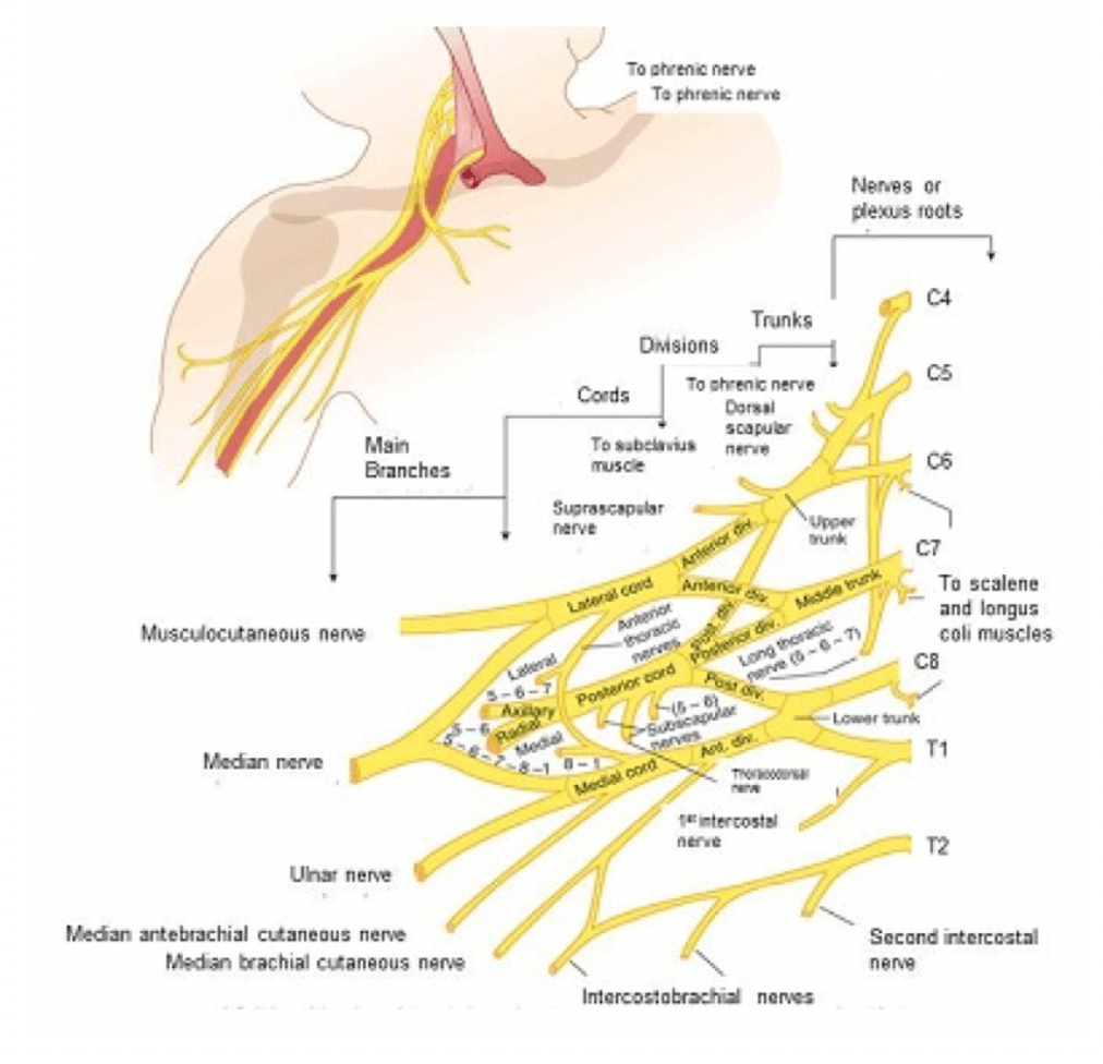 Shoulder and Brachial Plexus Injury RCEMLearning