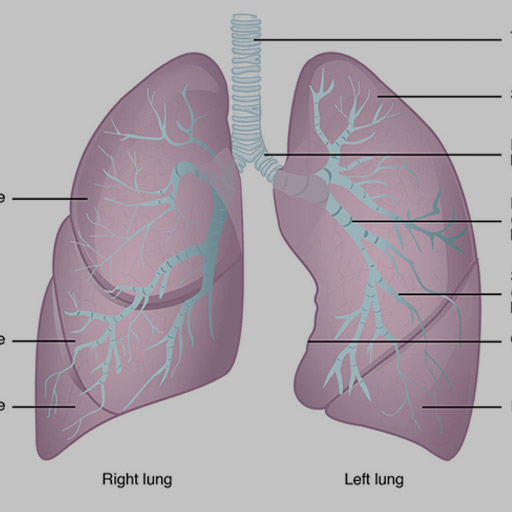 Acute Severe Wheeze RCEMLearning India