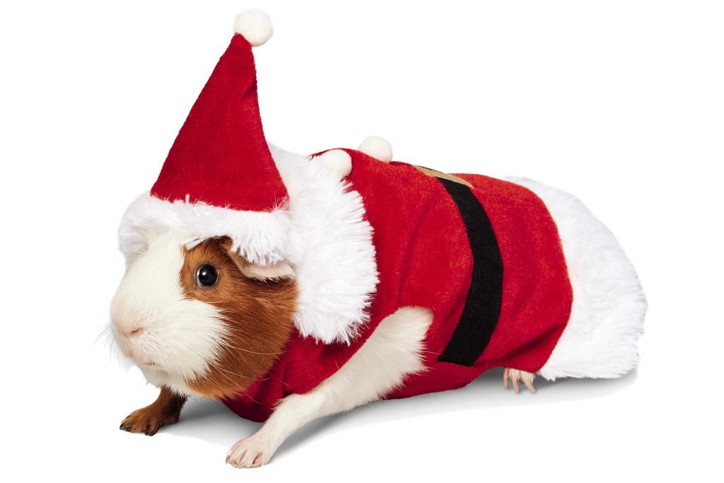 Guinea Pig Costumes That Are Too Cute for Words Reader's Digest