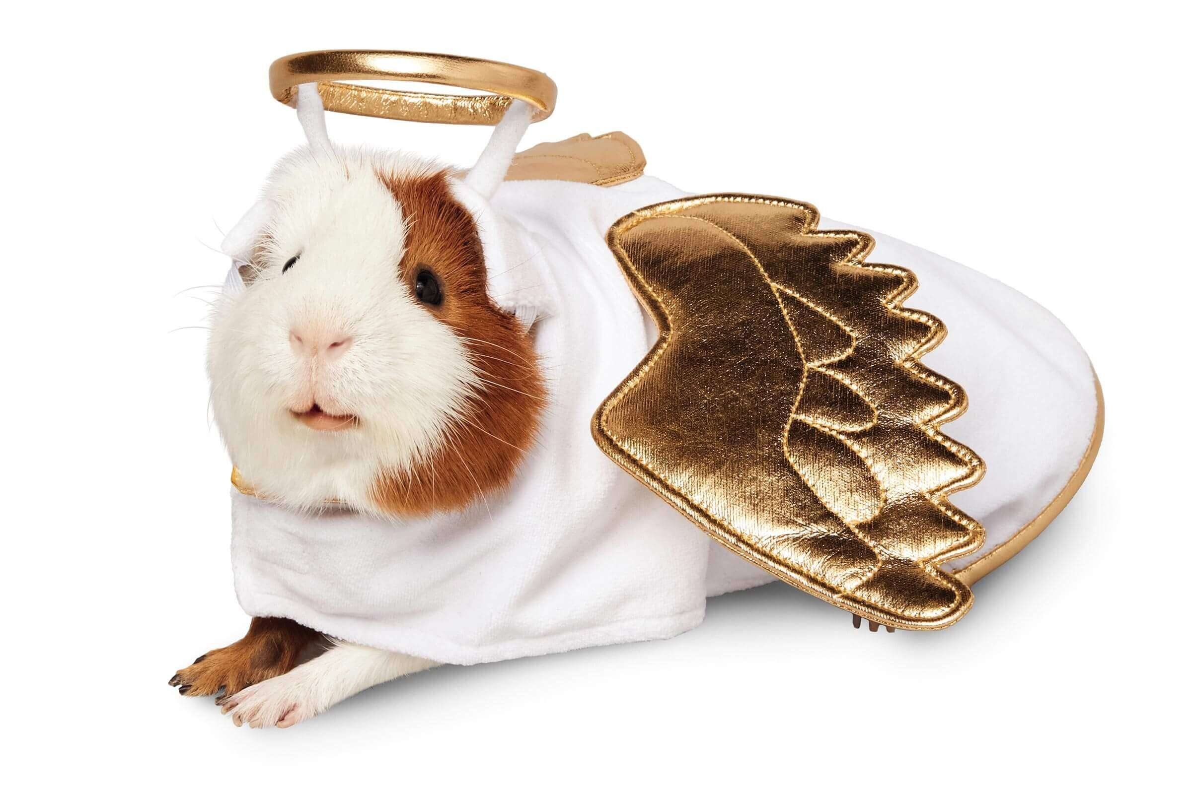 Guinea Pig Costumes That Are Too Cute for Words Reader's Digest