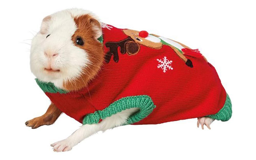 Guinea Pig Costumes That Are Too Cute for Words Reader's Digest