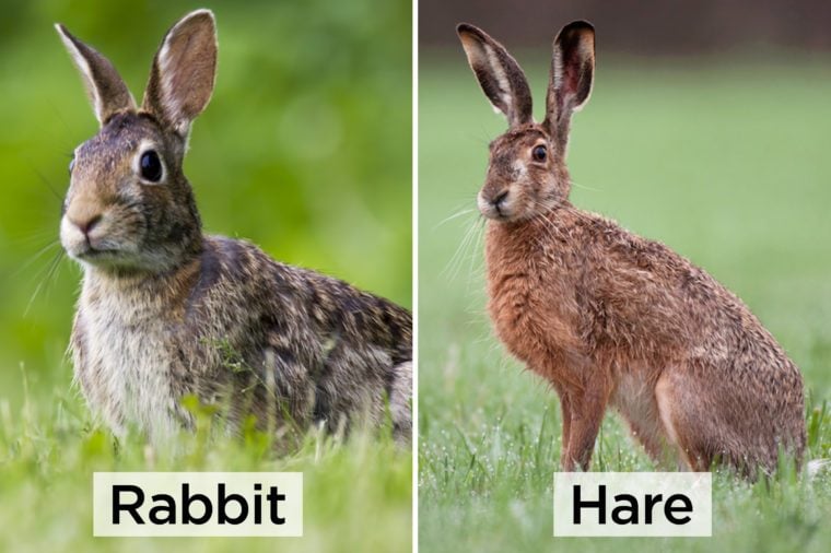 Can You Tell the Difference Between These Nearly Identical