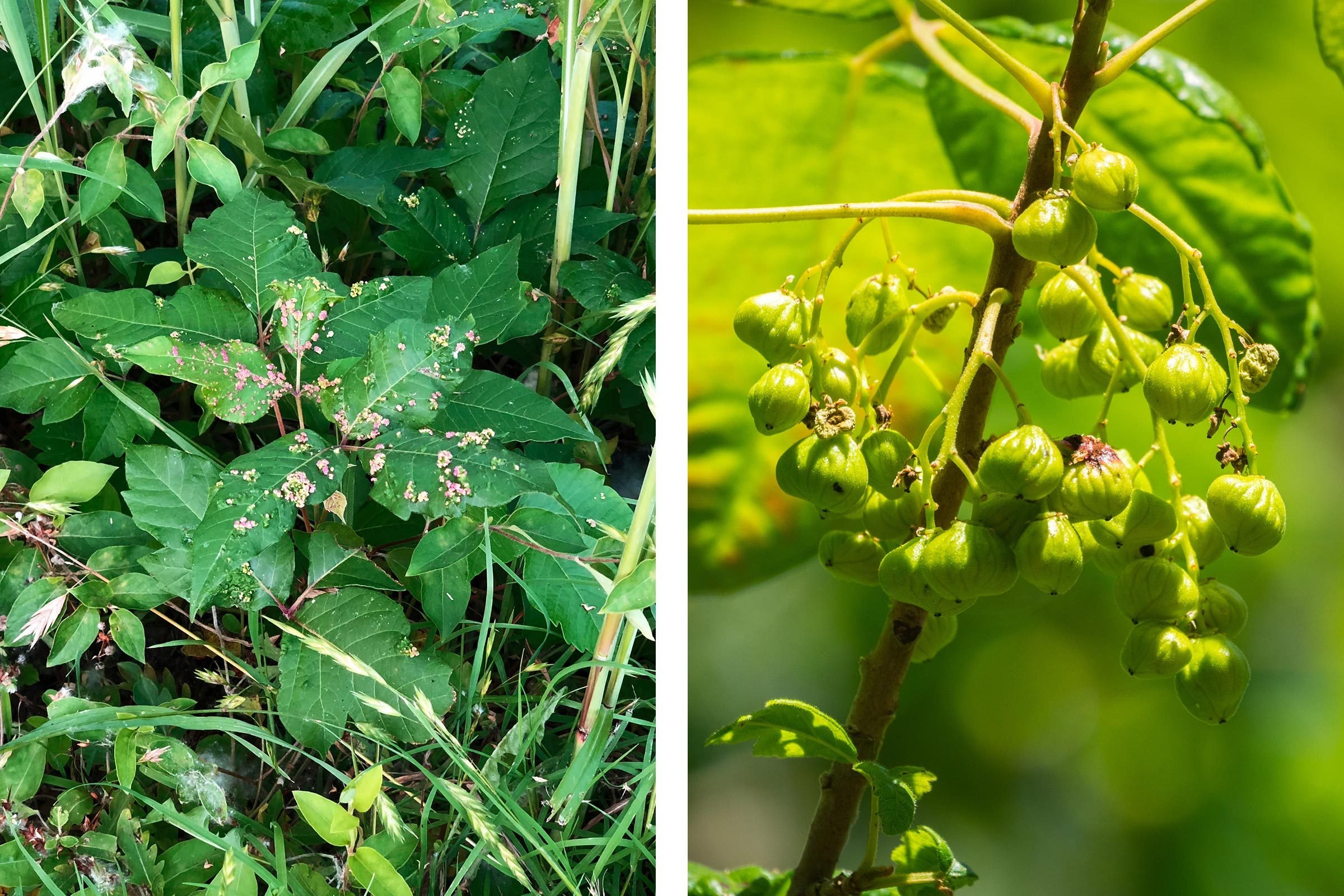Here's What Poison Ivy Really Looks Like The Healthy