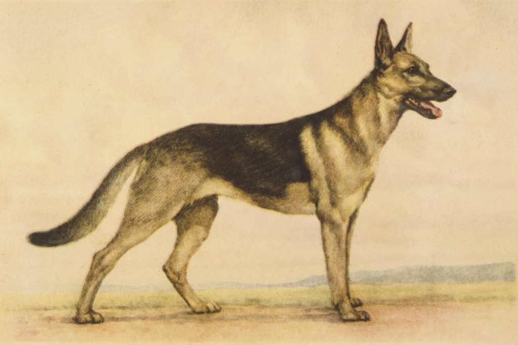 What These Dog Breeds Looked Like 100 Years Ago Reader's Digest