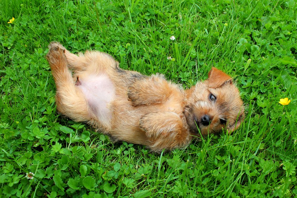 The World's Tiniest Dog Breeds Reader's Digest