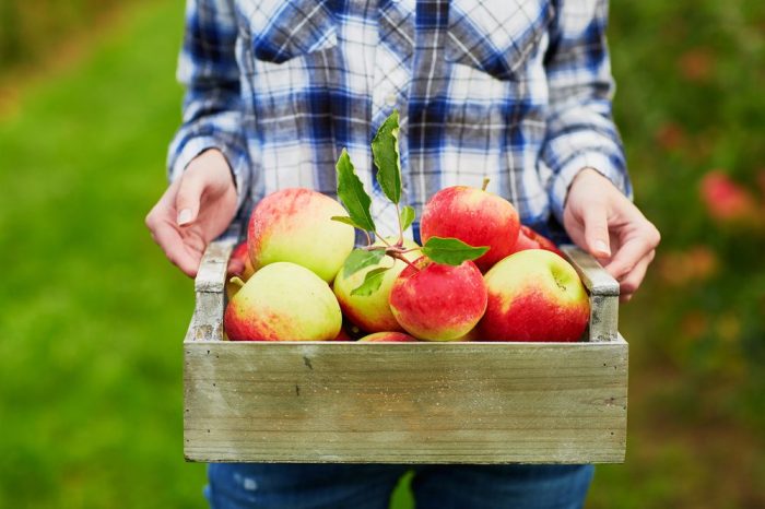 The Best Place to Go Apple Picking in Every State Reader's Digest