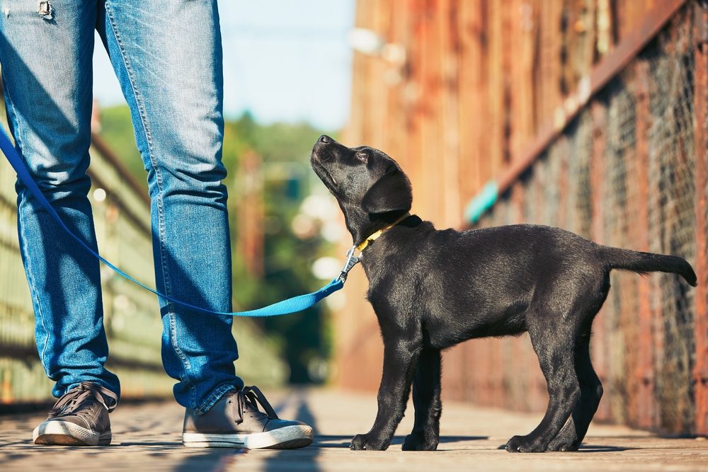 Revealing Secrets Your Dog Knows About You Reader's Digest