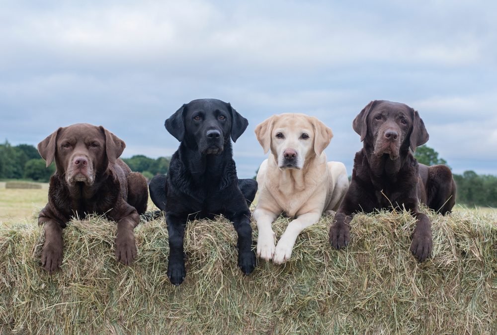 If Your Dog Is This Color, It Could Live Longer Reader's Digest