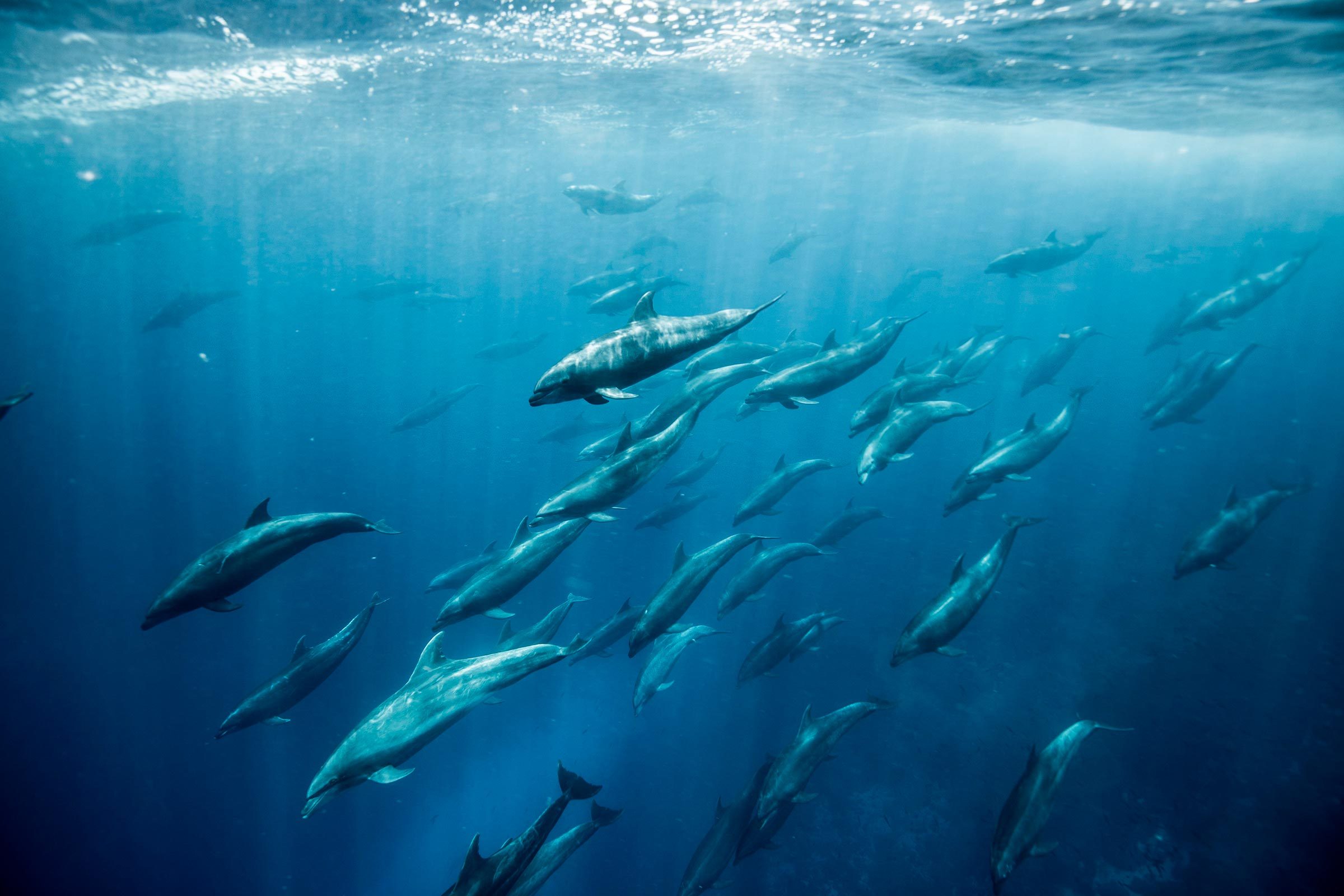 The Most Amazing Animal Photos Reader's Digest
