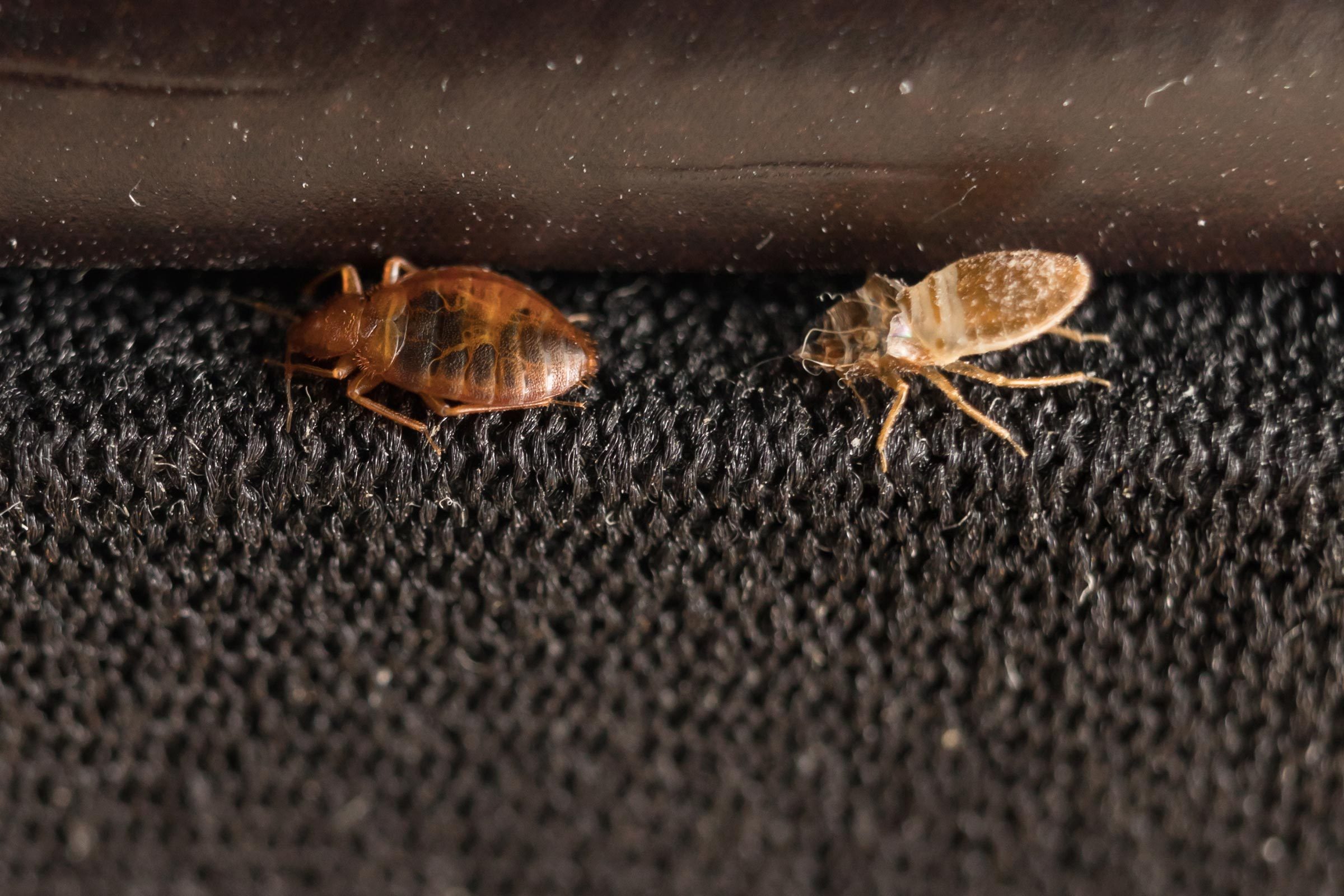 Bed Bugs In Car change comin