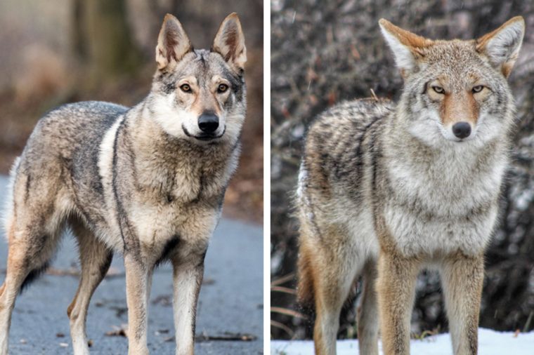 "Pets" That Turned Out to Be Wild Animals Reader's Digest