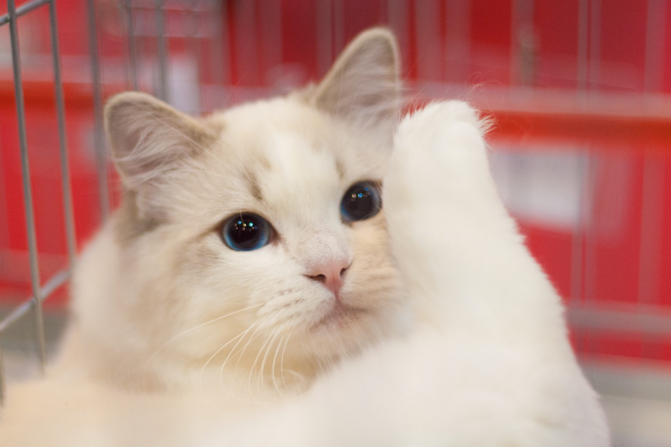 See the Cutest Cat Breeds as Kittens Reader's Digest