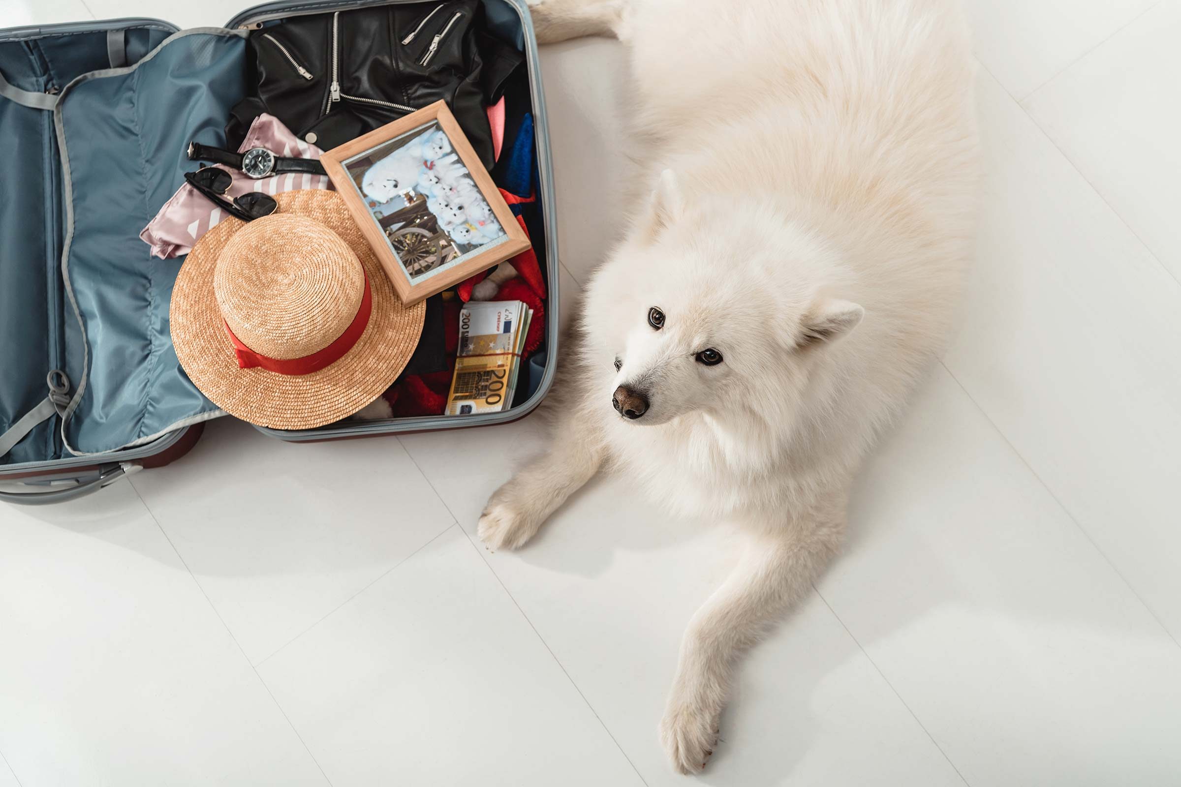The 10 Best Airlines for Traveling With Dogs trips & tricks