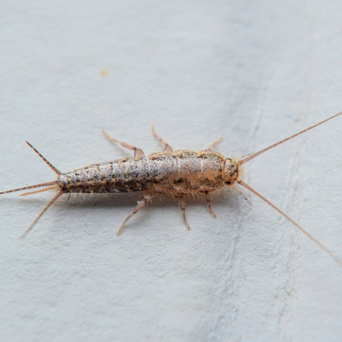 What Are Silverfish (Plus How to Get Rid of Them) Reader's Digest