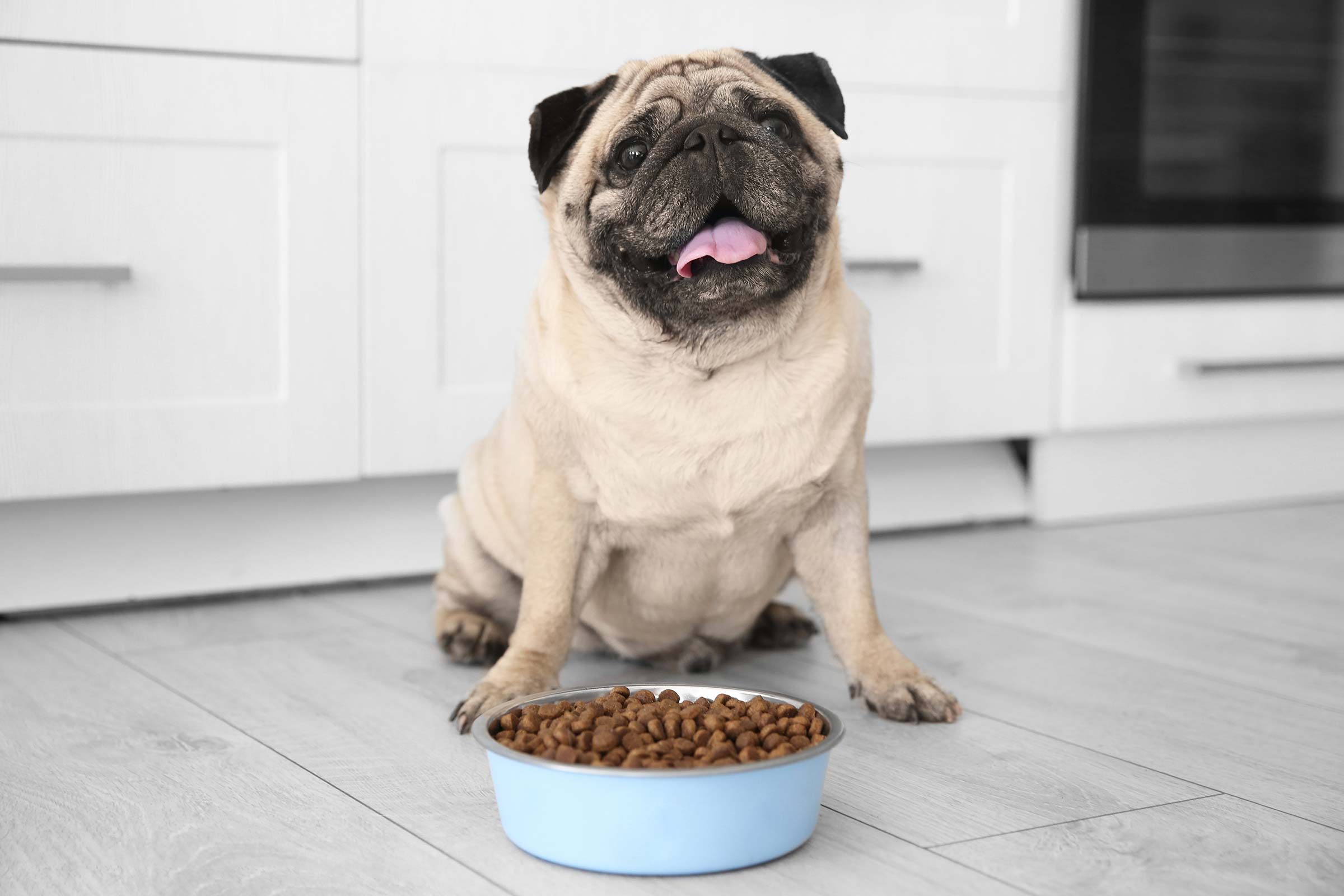 GrainFree Dog Food Is It Really Better for Your Pup? Reader's Digest