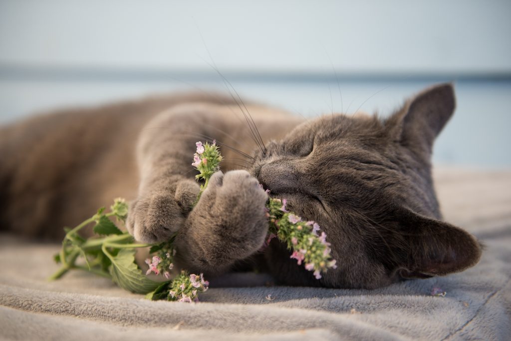 What Does Catnip Do to Cats? Catnip Explained Reader's Digest