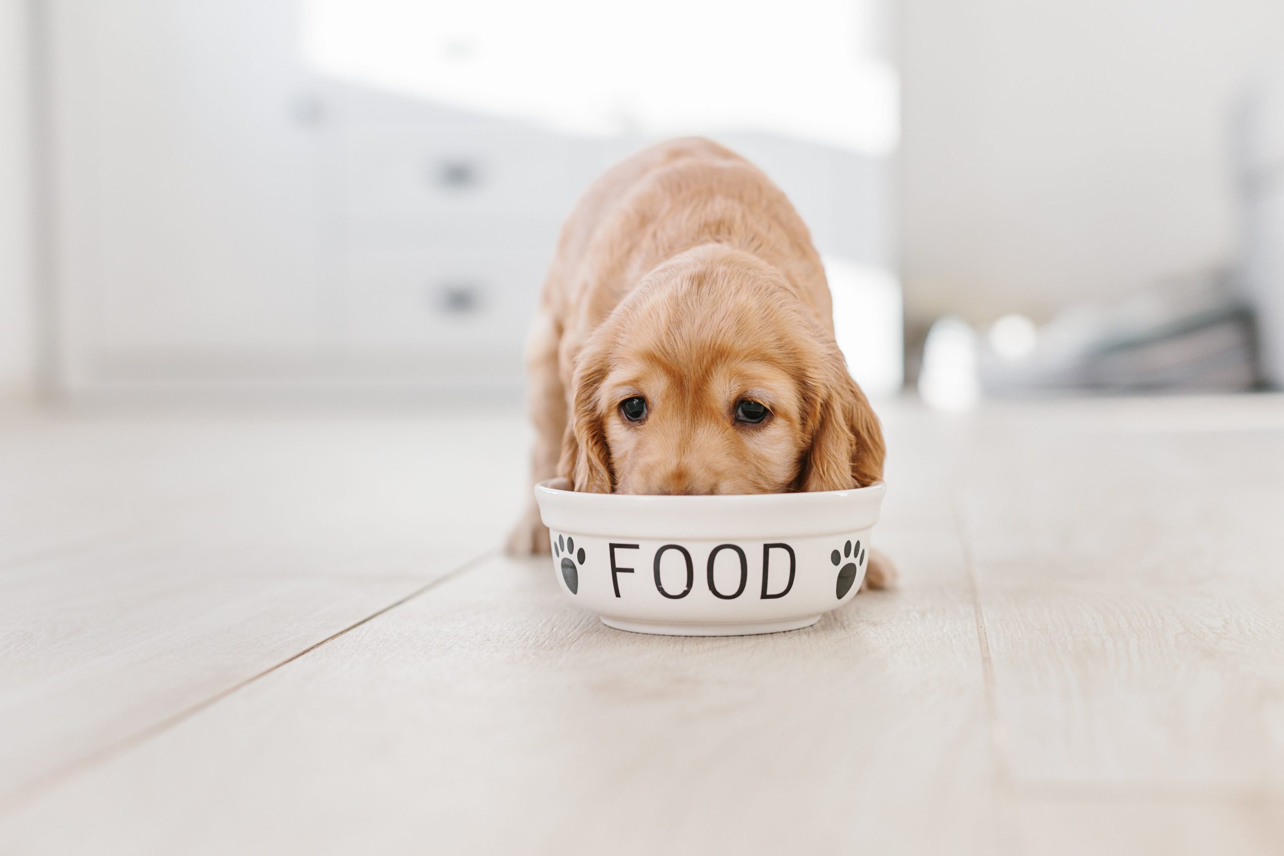 The Very Best Diet for Dogs, According to Veterinarians